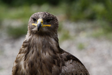 Steppenadler
