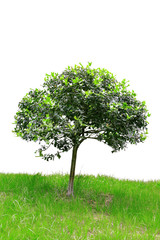 Tree isolated against a white background .