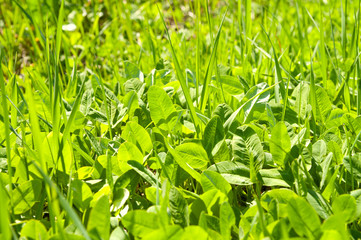 green grass