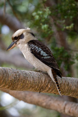 Kookaburra Lachender Hans