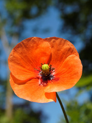 Fototapeta premium Mohn