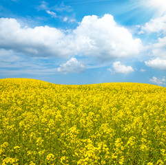 Obraz premium flower of oil rape in field with blue sky and clouds