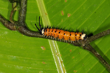 A butterfly caterpillar