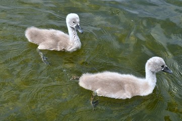 Goslings
