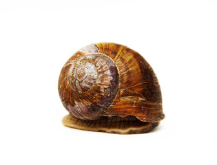 Snail