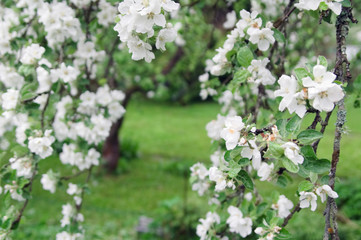 Garden blossoming an apple-tree