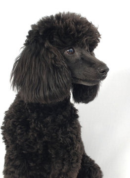 BARBONE