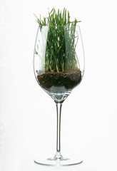 Grass in a Glass