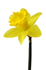 Papier Peint photo Autocollant Narcisse jonquille dorée