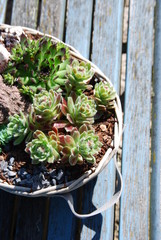 Alpinum (sempervivum)
