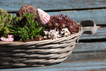 Alpinum (sempervivum)