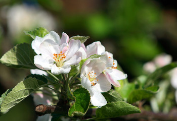 Apple Flower