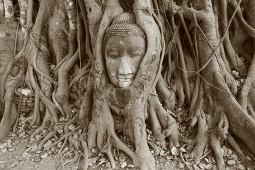 Buddha Head, Ayuthaya