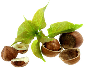 noisettes sèches, fond blanc