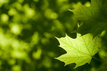 Fresh mapple leaves in the park