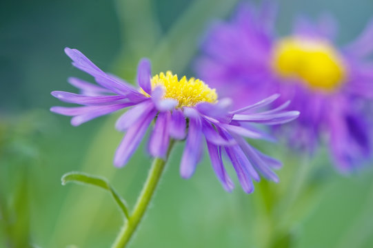Sommerastern Images – Browse 102 Stock Photos, Vectors, and Video ...
