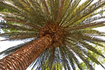View of a palm tree crown