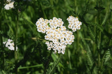 Schafgarbe © Axel Gutjahr