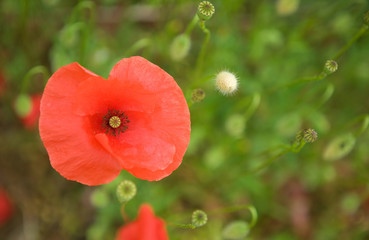 Beautiful blossoming poppies