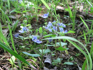 Grün Blau