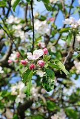Apple tree flowers