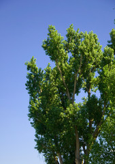 Bäume