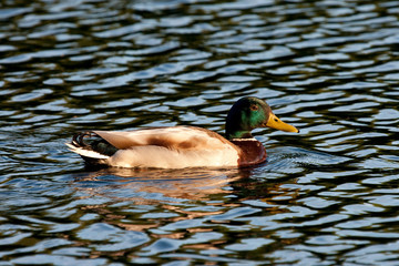 Swimming Mallard Male