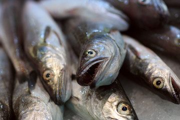 Fish at market