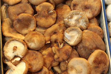 Mushroom at market