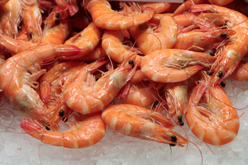 Prawns for sale