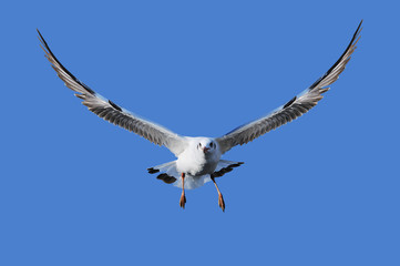 Flying Seagull