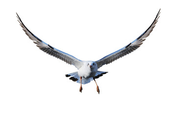 White isolated seagull