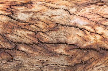 Bark pattern in nature.