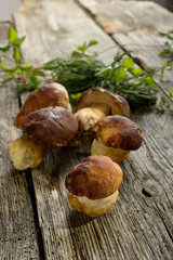 cep on wood- porcini su legno