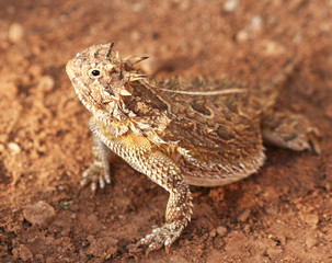 A Texas Horned Lizard or Horny Toad - 23297938