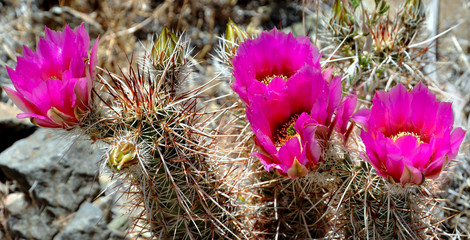 Cactus Blossom - 23298143