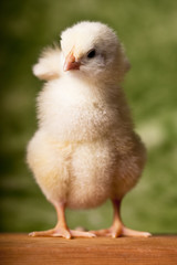 Baby chicken