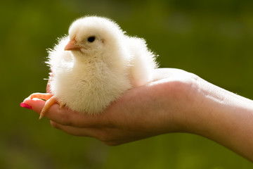 Chicken in hand