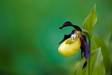 Foto op Canvas lady's-slipper orchid, Cypripedium calceolus 05 © Ingo Bartussek