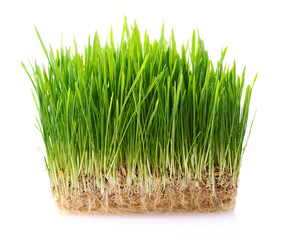 Grass in soil