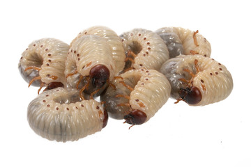 beetle larva  rhinoceros
