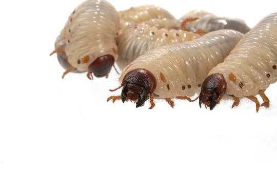 Beetle Larva  Rhinoceros