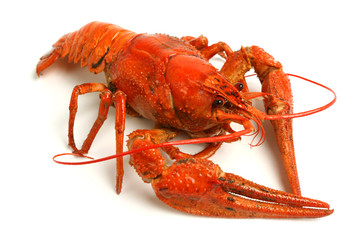 Boiled crawfish