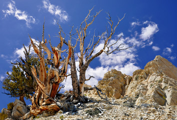 Bristlecone Pine in the White Mountains