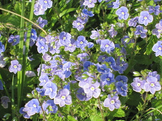 Gewitterblumen (Ehrenpreis)