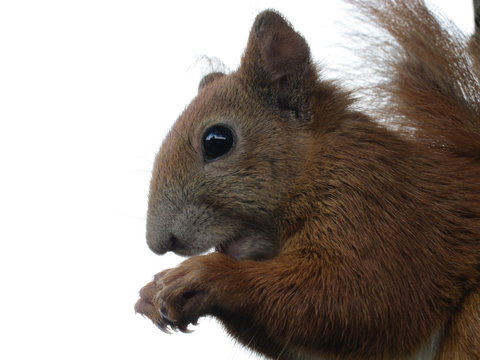 Eichh&ouml;rnchen beim Fressen