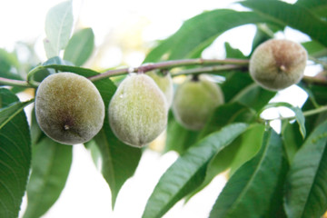 green walnuts on tree over white