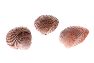 cockle shells