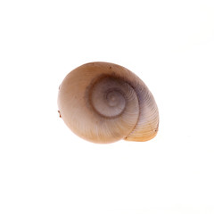 shark eye snail