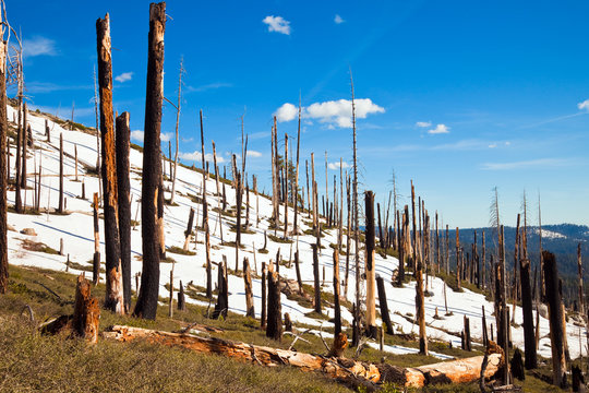 Fototapeta Dead Forest in Yosemite
